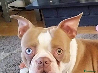 Boston Terrier dogs stud team blue boy and lilac boy health tested in Accrington - Advert 4