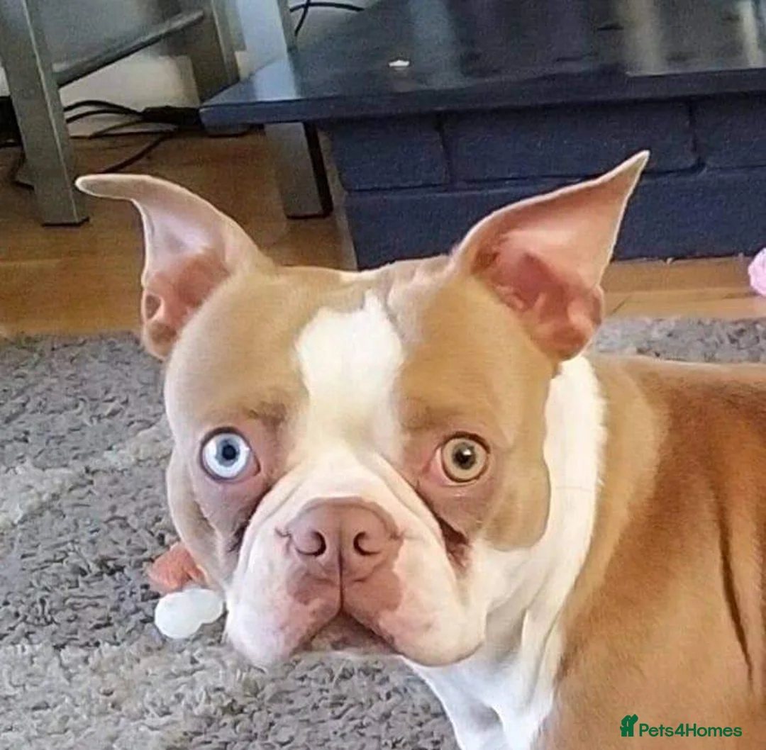 Boston Terrier dogs for stud:  stud  lilac boy  health tested in Accrington - Advert 3