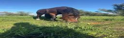 Irish Sports horses for sale: All rounder/eventer/show jumper  in Thetford - Advert 2