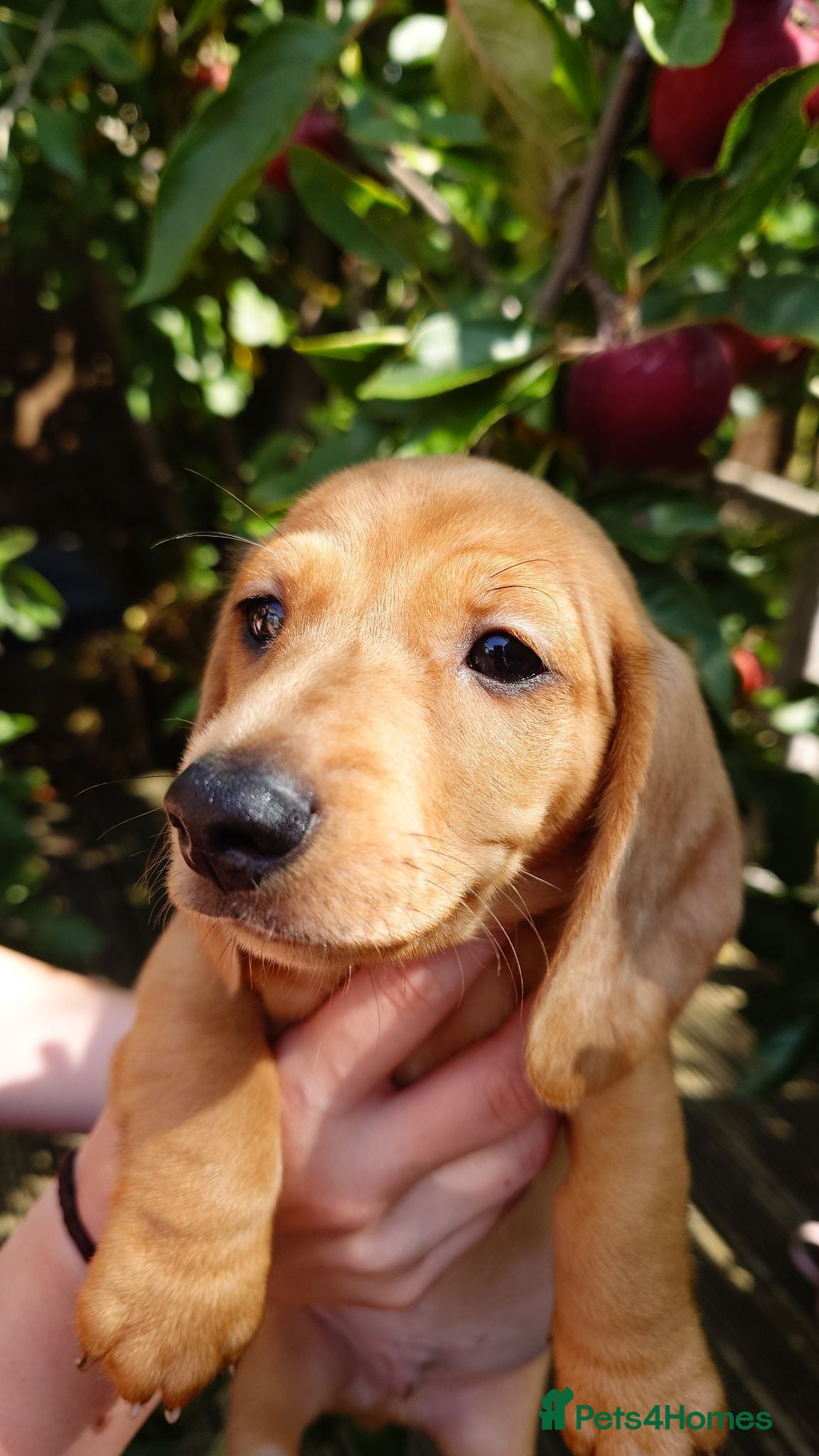 Miniature Dachshund dogs Beautiful Miniature Puppy Dachsung  - Advert 2