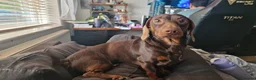 Miniature Dachshund dogs for sale: Miniature dachshund-Peanut- looking for new home - Advert 8