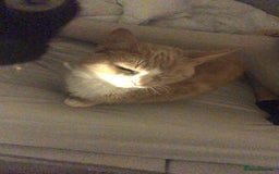 Mixed Breed cats for sale: 1 male 1 female - Advert 1