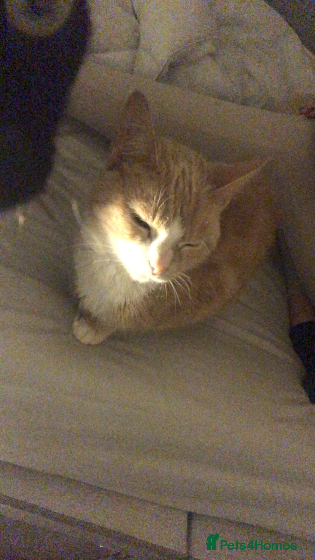 Mixed Breed cats for sale: 1 male 1 female - Advert 1