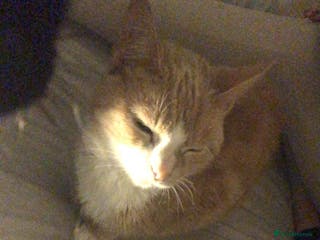 Mixed Breed cats 1 male 1 female - Advert 9