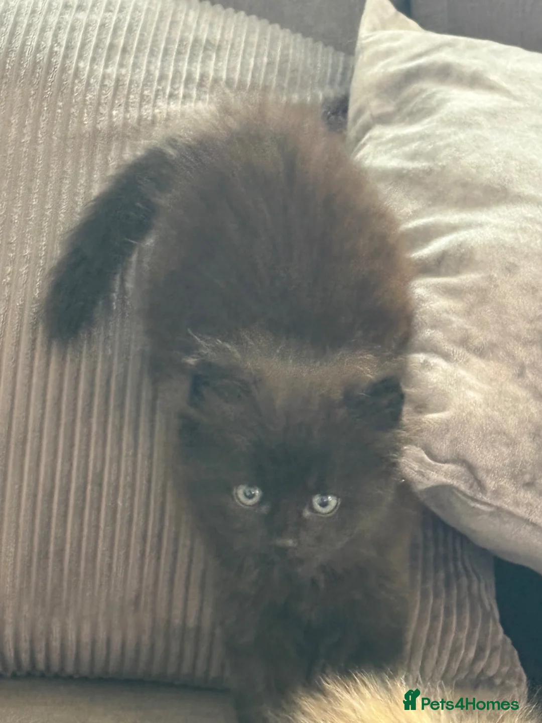 Mixed Breed cats for sale: Stunning kittens  - Advert 5