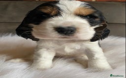 Cocker Spaniel dogs for sale: Chunky KC Cocker Spaniel puppies for sale  - Image 8