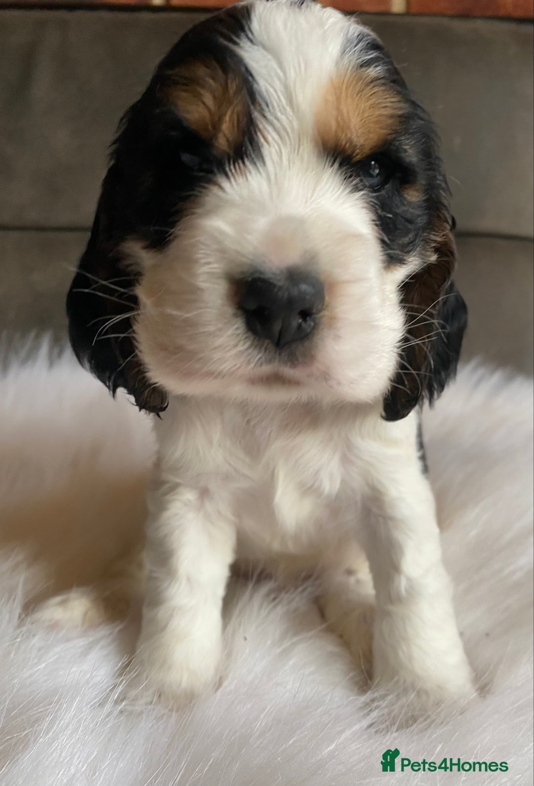 Cocker Spaniel dogs for sale: Chunky KC Cocker Spaniel puppies for sale  - Image 8