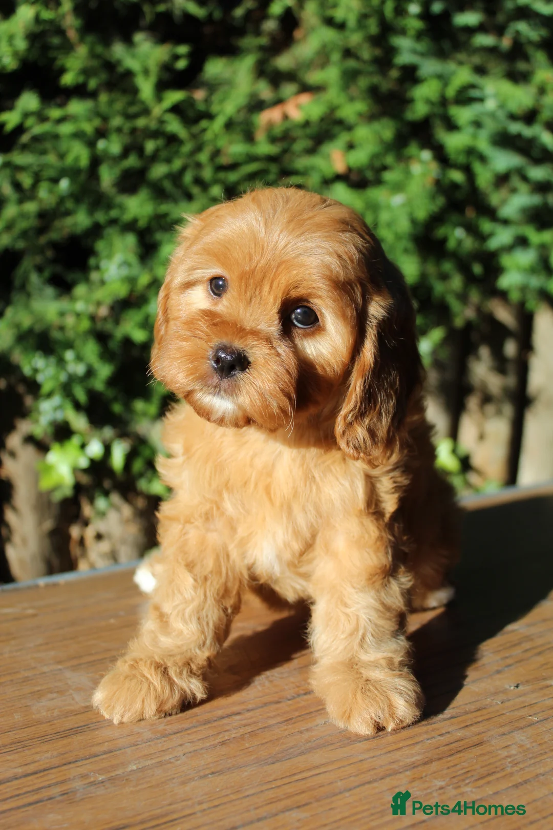 Cavapoo dogs for sale: Ready now, 1 Cavapoo puppy - Advert 1