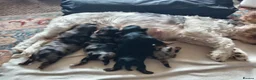Mixed Breed dogs for sale: Three biewer yorkies  merles and a black and tan  - Advert 13