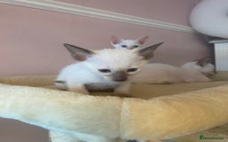 Siamese cats for sale: 🤩🐱Beautiful Siamese kittens for sale🐱⚡️ - Image 10