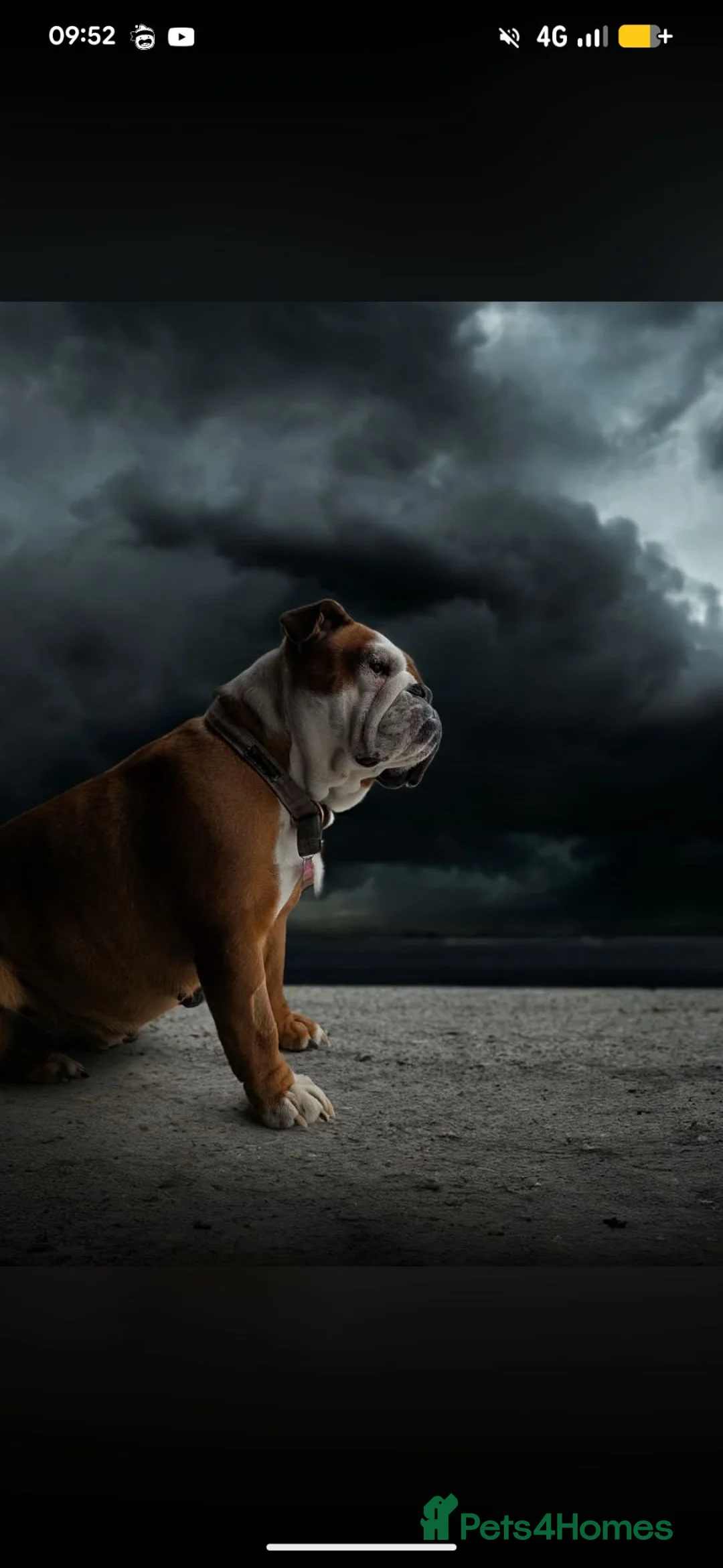 English Bulldog dogs for sale: ✨ ELITE UK BULLDOG PUPPIES AVAILABLE 🚨🏆 - Advert 7