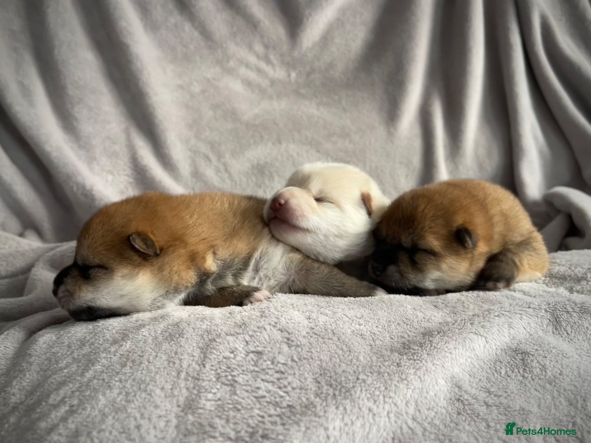 Japanese Shiba Inu dogs KC registered Japanese Shiba Inu puppies - Advert 2