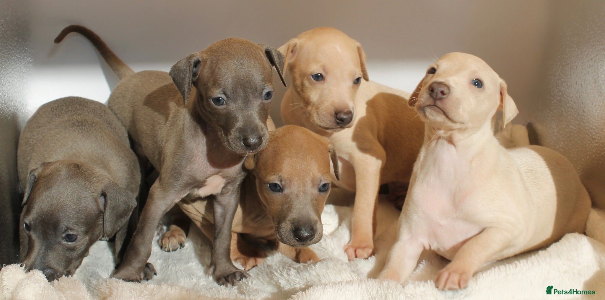 Italian Greyhound dogs KC Reg Italian Greyhounds - Advert 17