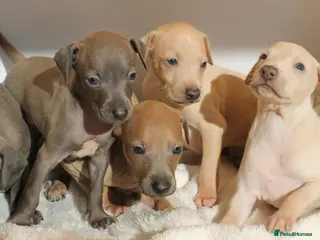 Italian Greyhound dogs KC Reg Italian Greyhounds - Advert 5