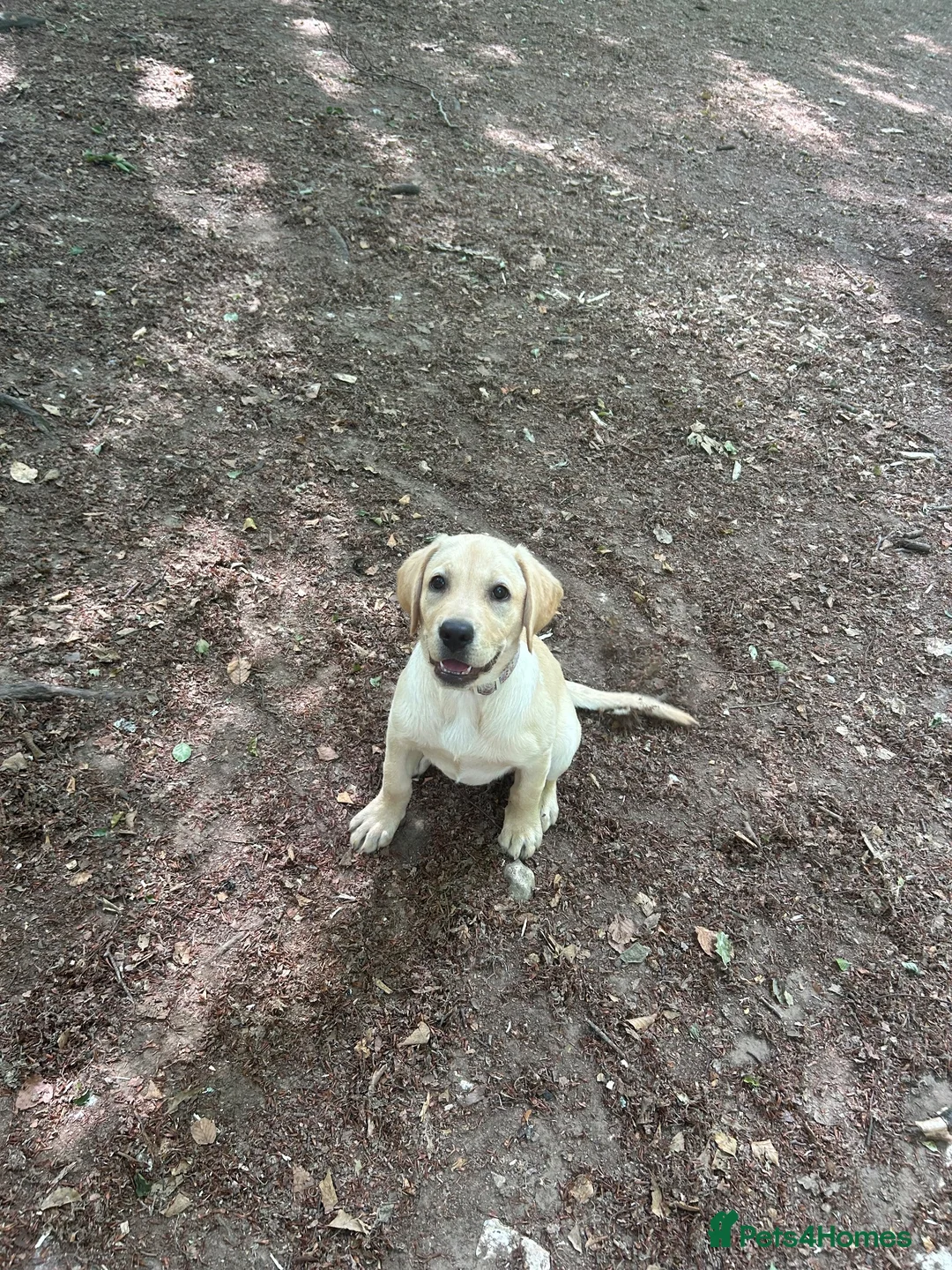 Labrador Retriever dogs for sale: Lovely female lab, sale due to allergies. in Arundel - Advert 2
