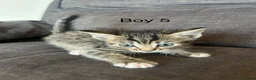 Mixed Breed cats for sale: Stunning kittens available ready now  - Advert 11