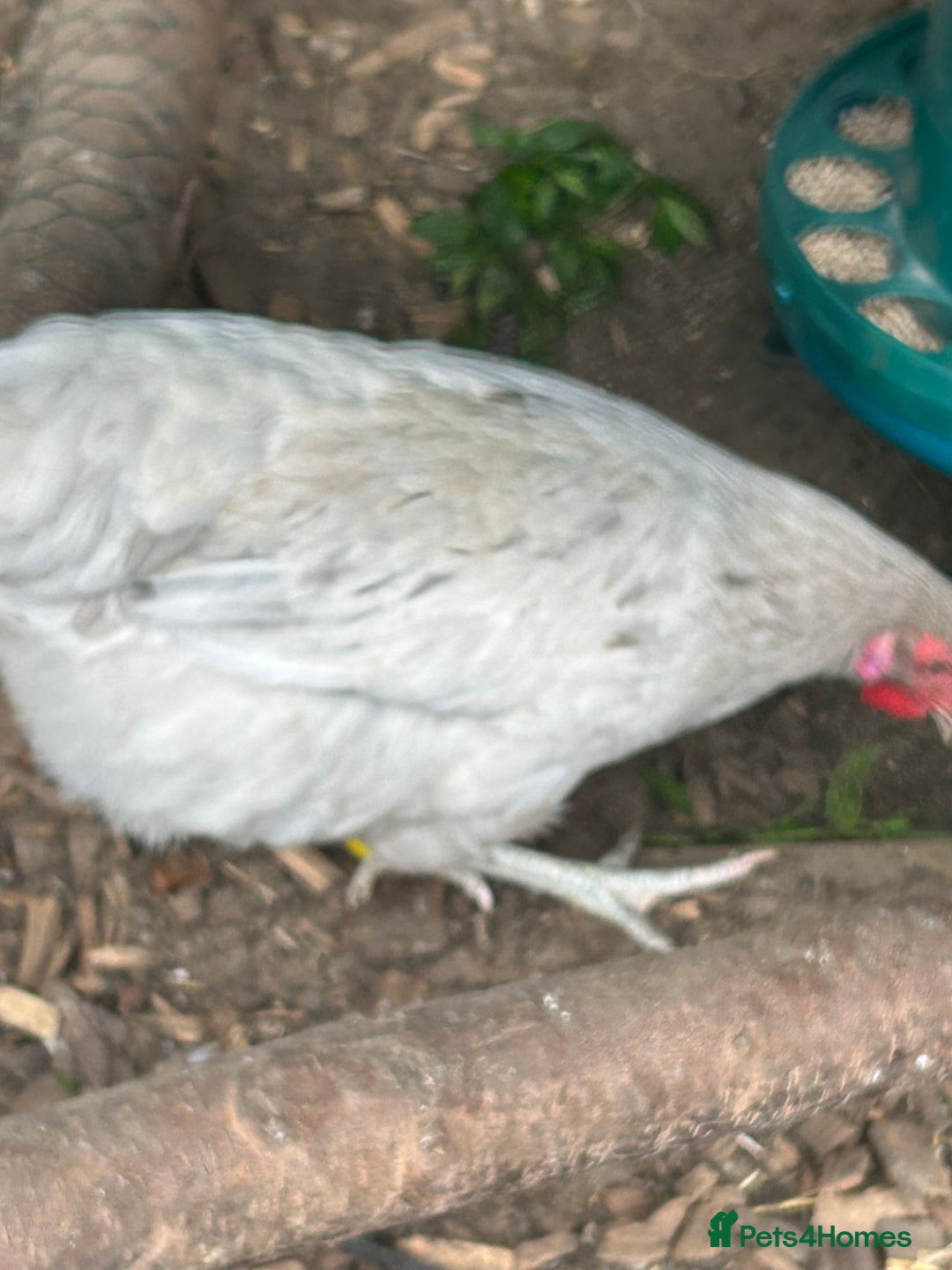 Chickens poultry for sale: 2 hybrid hens for sale £10 each  - Image 3