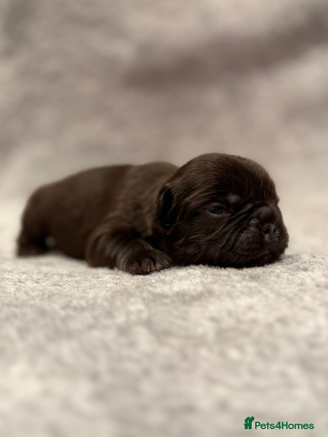 French Bulldog dogs for sale: 5 Full Fluffy French Bulldogs Puppies  - Advert 3