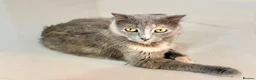 Arabian Mau cats for adoption: Bella  - Advert 7