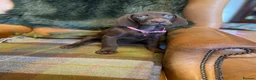 German Shorthaired Pointer dogs for sale: Stunning pups - Advert 8