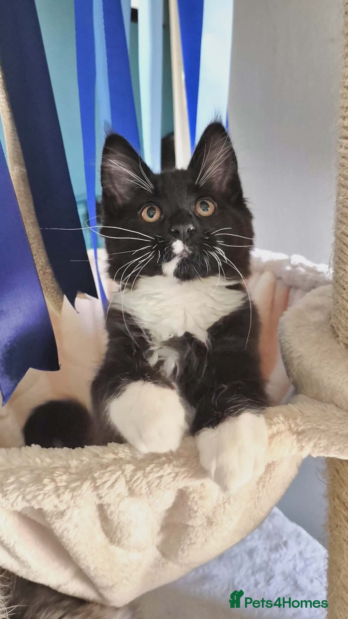 Maine Coon cats Beautiful TICA Registered Maine Coon Kittens - Advert 2