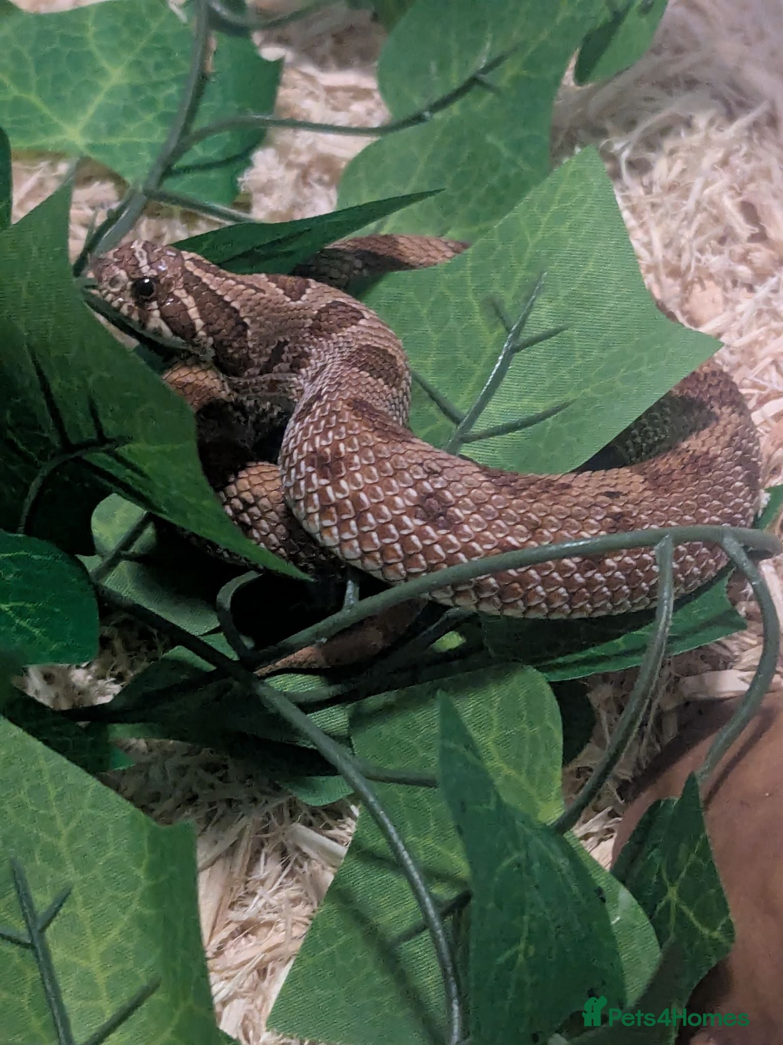 Mixed Breed reptiles Various snakes and reptiles looking for good homes - Advert 18
