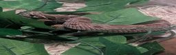 Mixed Breed reptiles for sale: Various snakes and reptiles looking for good homes - Advert 1