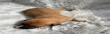 Lurcher 2