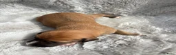 Lurcher dogs for sale: Lurcher puppies  - Advert 13