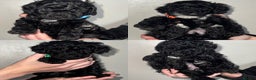 Toy Poodle dogs for sale: Beautiful Toy Poodle Puppies - Ready to reserve - Advert 1