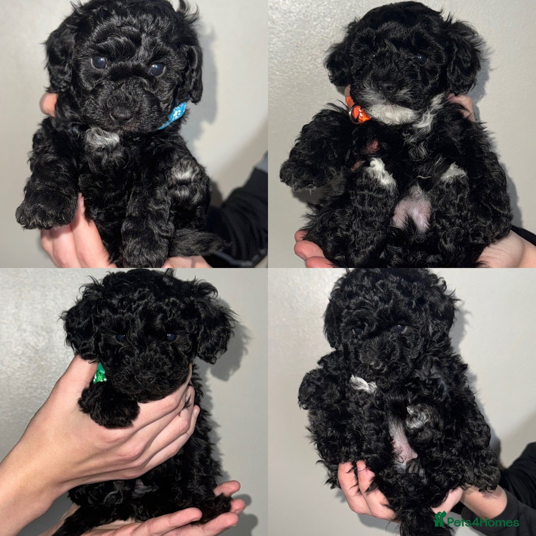 Toy Poodle dogs for sale: Beautiful Toy Poodle Puppies - Ready to reserve - Advert 1