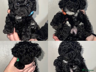 Toy Poodle dogs Beautiful Toy Poodle Puppies - Ready to reserve - Advert 1