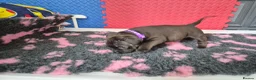 Staffordshire Bull Terrier dogs for sale: Staffordshire bull terrier pups in Leeds - Advert 27