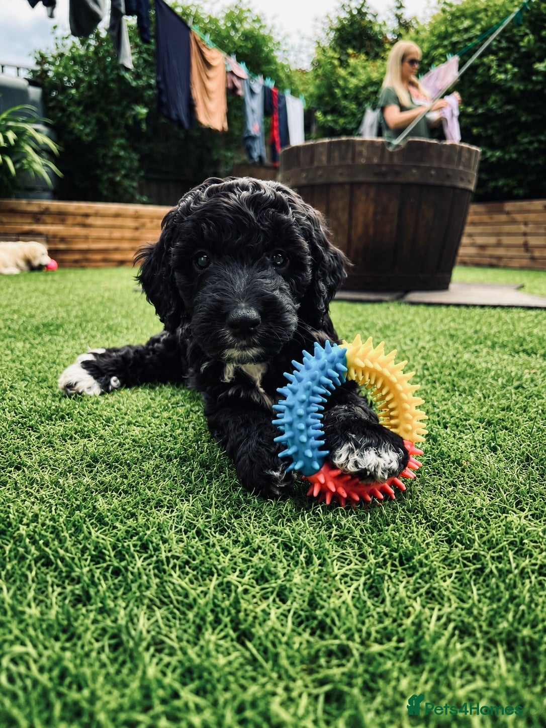 Sproodle dogs Stunning F1 Sproodles  - Advert 6