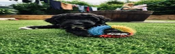 Sproodle dogs for sale: Stunning F1 Sproodles  - Advert 1