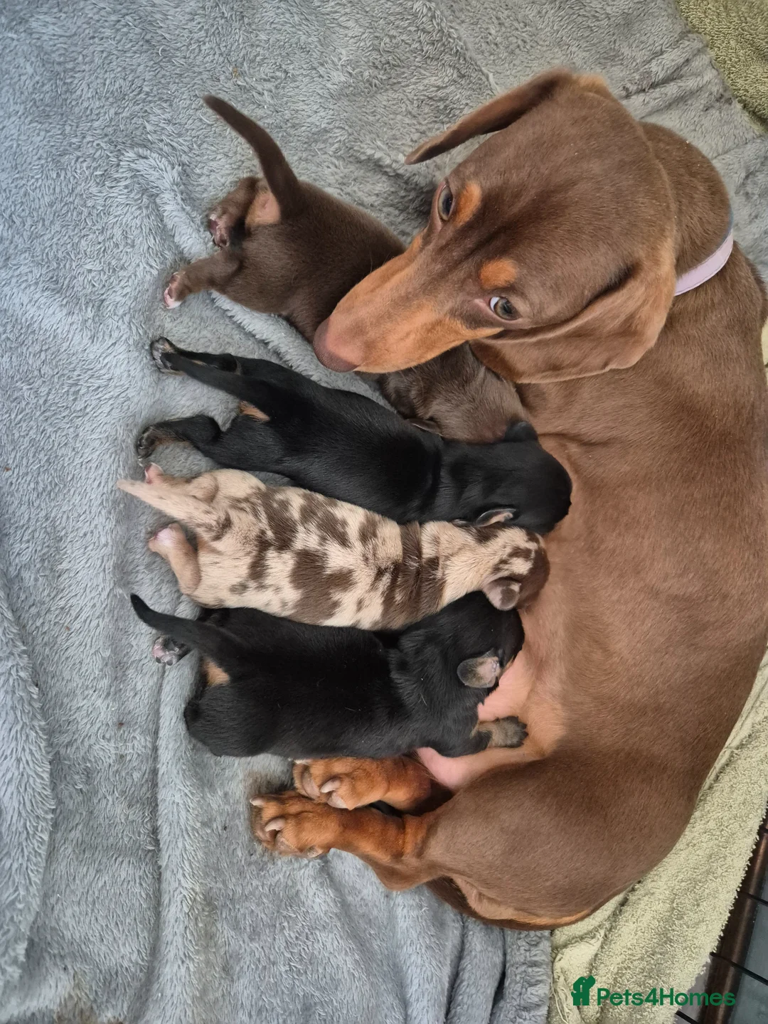 Miniature Dachshund dogs for sale: 4 x Beautiful miniature dachshunds  in Faringdon - Advert 2