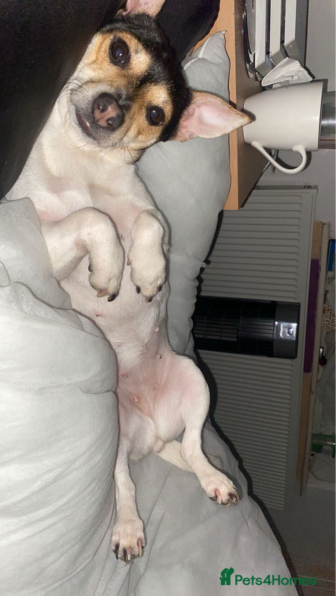 Jack Russell dogs for adoption: 💖🐶 DAISY 🐶💖 - Image 4