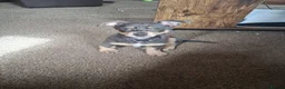 Chorkie dogs for sale: Chorkie - Advert 4