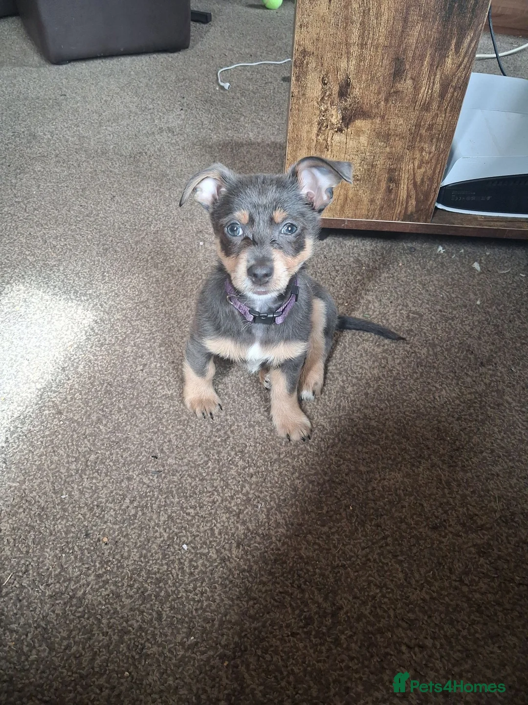 Chorkie dogs for sale: Chorkie - Advert 4