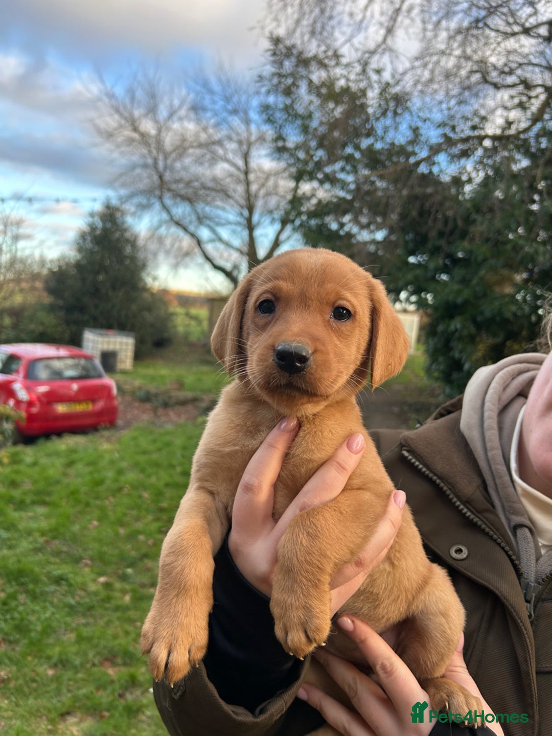 Labrador Retriever dogs for sale: Fox Red Labradors for sale - Advert 5