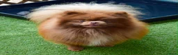 Pomeranian dogs for sale: Chocolate male pom - Advert 7