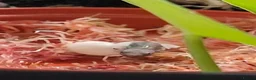 Gecko reptiles for sale: Baby Mourning geckos and Isopods for sale - Advert 3