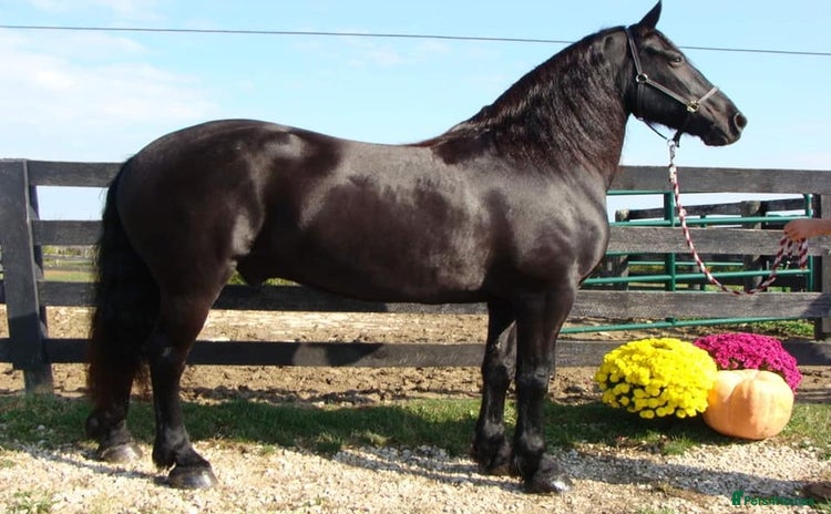 Friesian horses - Advert 1