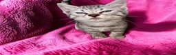 Bengal cats for sale: Smoke Boy Available for his forever home  - Advert 11
