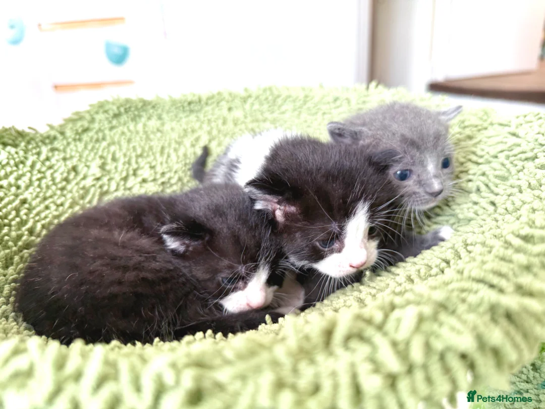 Mixed Breed cats for sale: Beautiful Bombay x Turkish Van Kittens🐾 - Advert 1