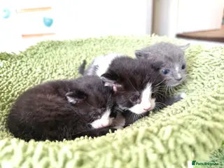 Mixed Breed cats Beautiful Bombay x Turkish Van Kittens🐾 - Advert 1