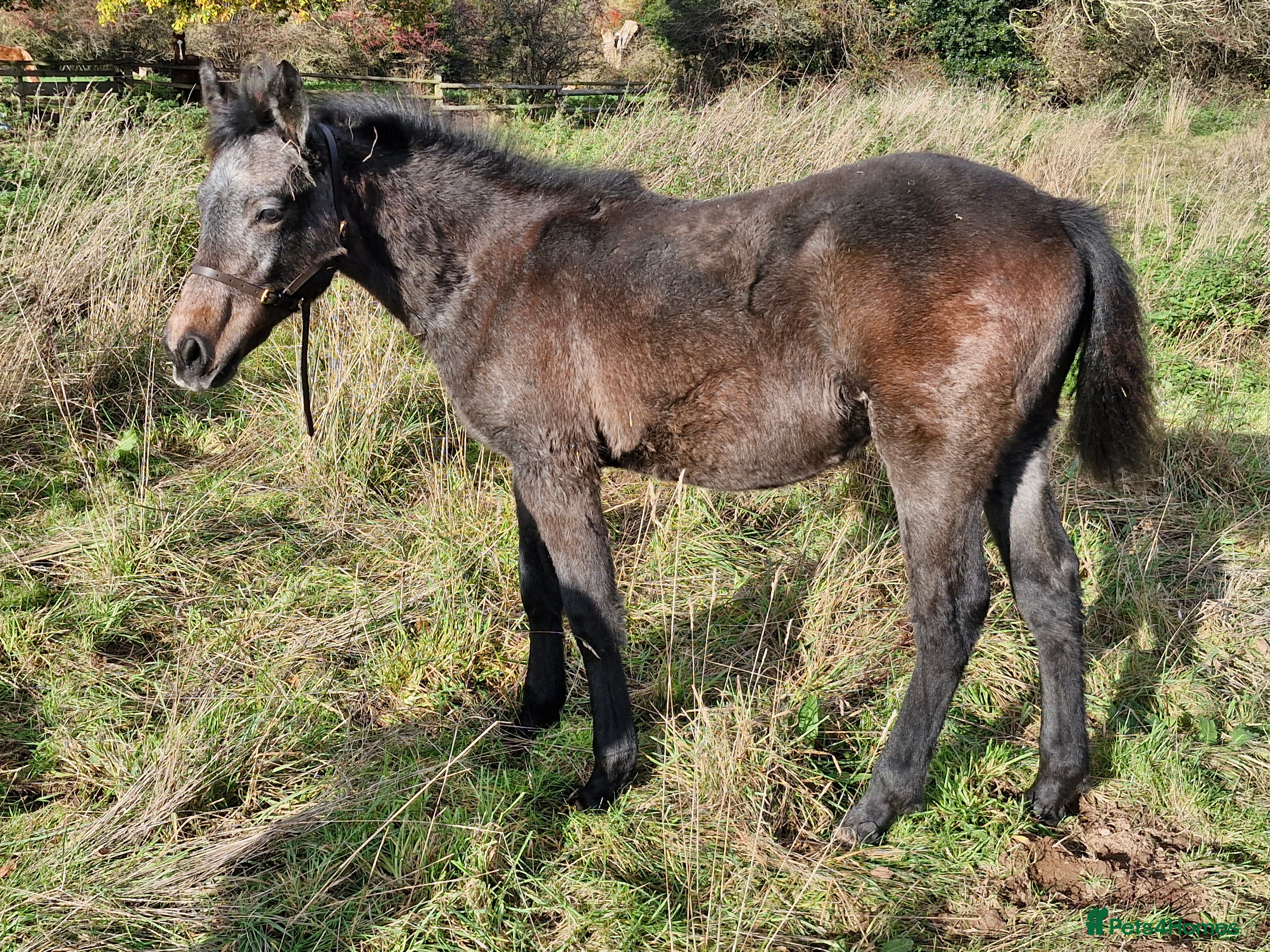 Connemara horses Class 1 Connemara filly - Advert 7