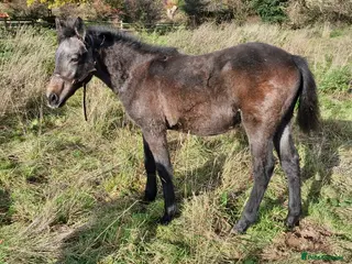 Connemara horses Class 1 Connemara filly - Advert 7