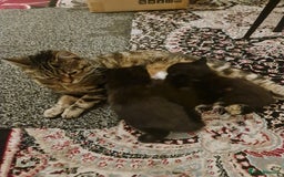 American Curl cats for sale: Amarican Curl Kitten  - Image 8