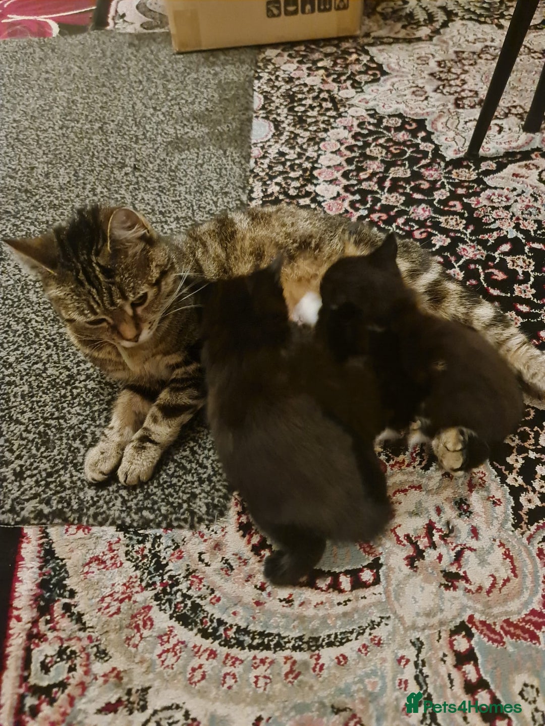 American Curl cats for sale: Amarican Curl Kitten  - Image 8